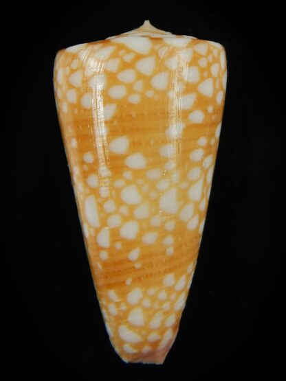 Eugeniconus nobilis gisellielieae .. Golden ... 40.64 mm Gem-67232