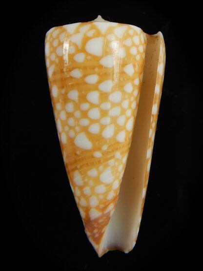 Eugeniconus nobilis gisellielieae .. Golden ... 40.64 mm Gem-67233