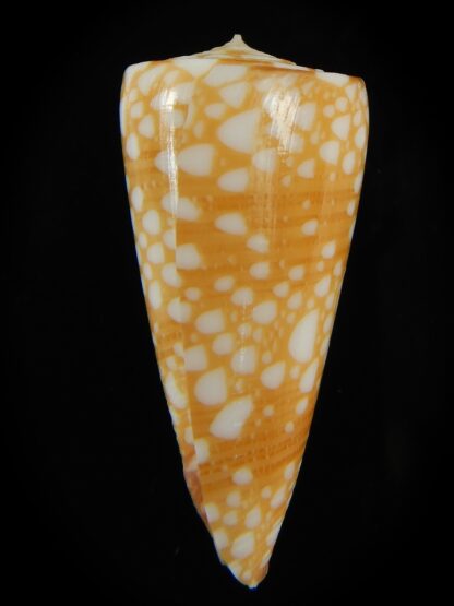 Eugeniconus nobilis gisellielieae .. Golden ... 40.64 mm Gem-67236