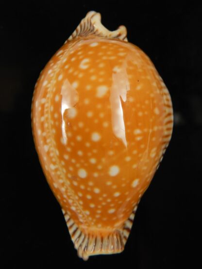 Perisserosa guttata surinensis 61 mm Gem-67356