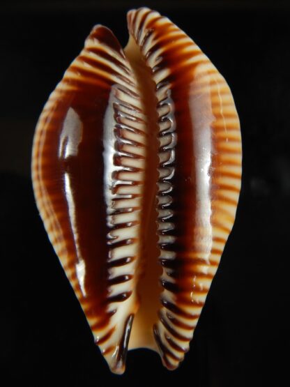 Perisserosa guttata surinensis 61 mm Gem-67360