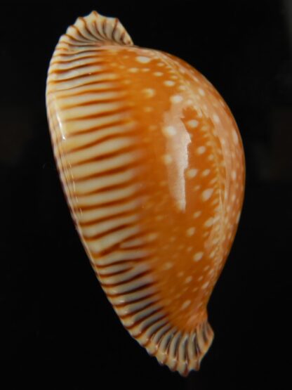 Perisserosa guttata surinensis 61 mm Gem-67362
