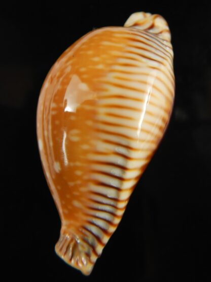 Perisserosa guttata surinensis 61 mm Gem-67359