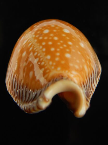 Perisserosa guttata surinensis 61 mm Gem-67358