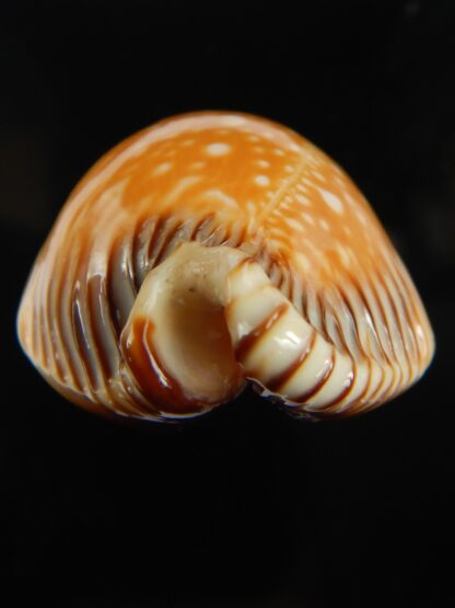 Perisserosa guttata surinensis 61 mm Gem-67361