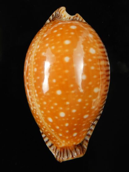 Perisserosa guttata surinensis 55.84 mm Gem-67342