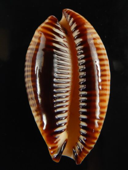 Perisserosa guttata surinensis 55.84 mm Gem-67346