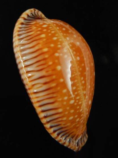 Perisserosa guttata surinensis 55.84 mm Gem-67348
