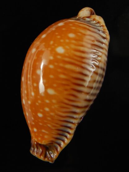 Perisserosa guttata surinensis 55.84 mm Gem-67344