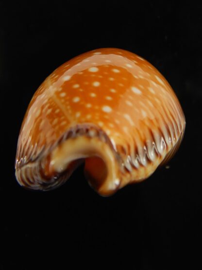 Perisserosa guttata surinensis 55.84 mm Gem-67345