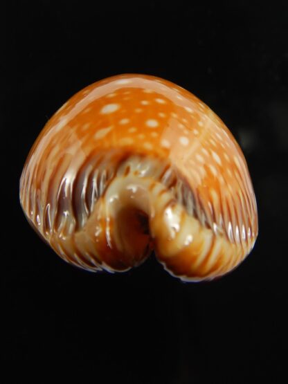 Perisserosa guttata surinensis 55.84 mm Gem-67347