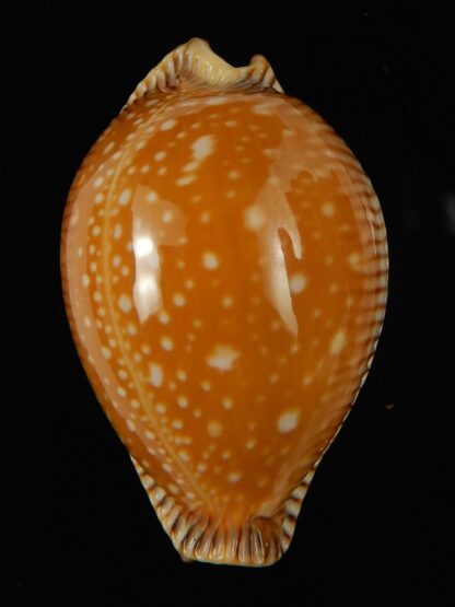 Perisserosa guttata surinensis 47.40 mm Gem-67328
