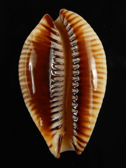 Perisserosa guttata surinensis 47.40 mm Gem-67329