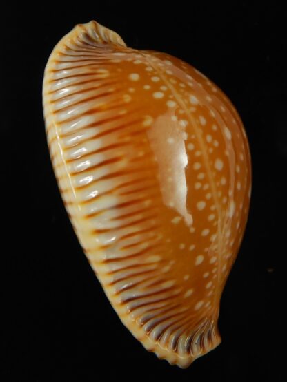 Perisserosa guttata surinensis 47.40 mm Gem-67333