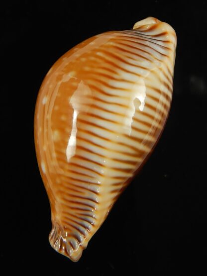 Perisserosa guttata surinensis 47.40 mm Gem-67334
