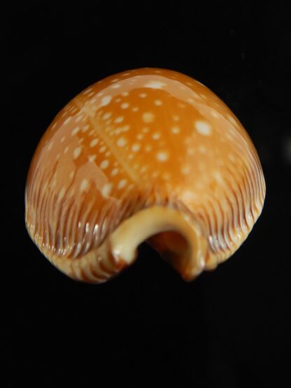 Perisserosa guttata surinensis 47.40 mm Gem-67330