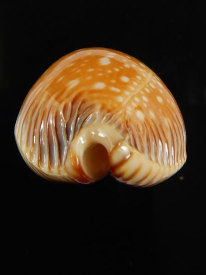Perisserosa guttata surinensis 47.40 mm Gem-67331