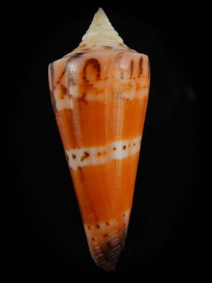 Strategoconus krabiensis 47.13 mm Gem-67292
