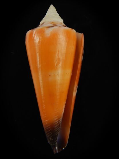 Strategoconus krabiensis 47.13 mm Gem-67296