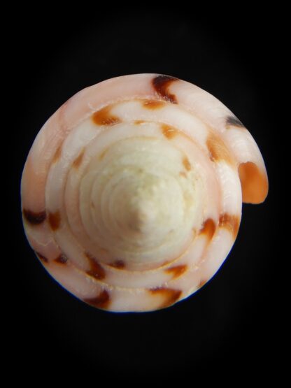 Strategoconus krabiensis 47.13 mm Gem-67295