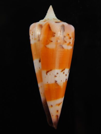 Strategoconus krabiensis 47.39 mm Gem-67306