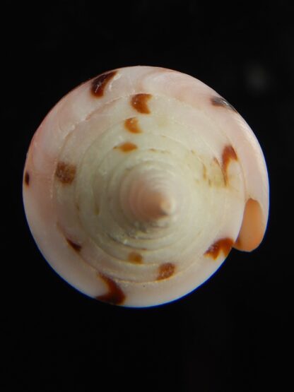 Strategoconus krabiensis 43.25 mm Gem-67285