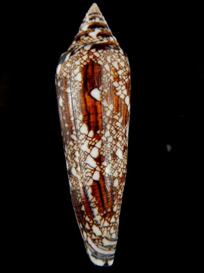 Cylinder bengalensis 108.24 mm Gem-67224