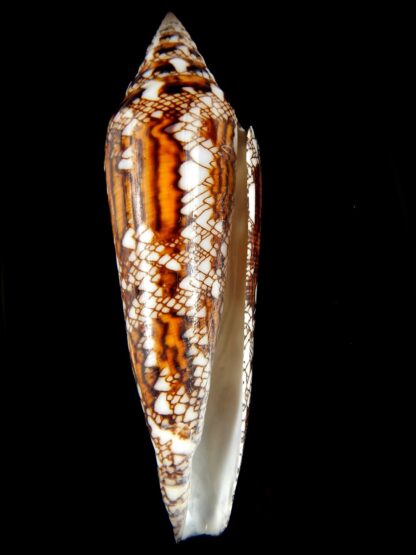 Cylinder bengalensis 108.24 mm Gem-67225