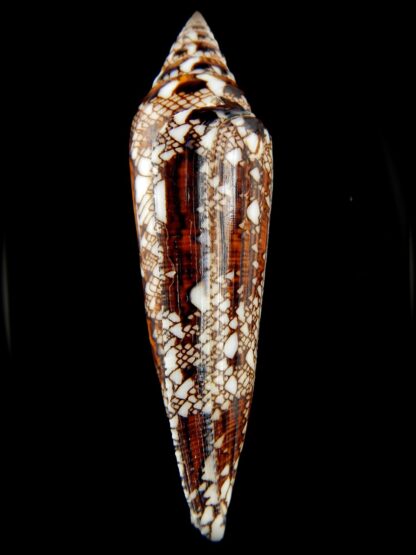 Cylinder bengalensis 108.24 mm Gem-67223