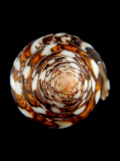 Cylinder bengalensis 108.24 mm Gem-67226