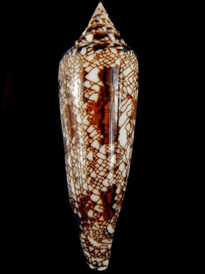 Cylinder bengalensis 97.60 mm Gem-67214