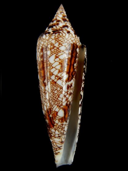 Cylinder bengalensis 97.60 mm Gem-67216