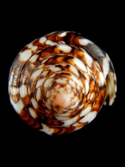 Cylinder bengalensis 97.60 mm Gem-67215