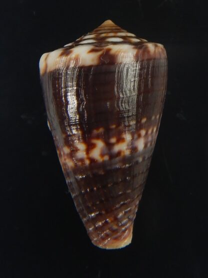 Splinoconus) boeticus ruppellii 28.26 mm Gem -67419