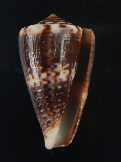 Splinoconus) boeticus ruppellii 28.26 mm Gem -67423