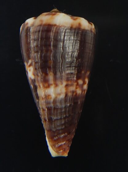 Splinoconus) boeticus ruppellii 28.26 mm Gem -67421