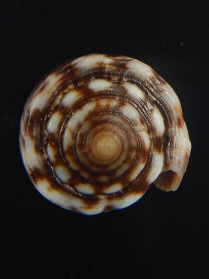 Splinoconus) boeticus ruppellii 28.26 mm Gem -67422