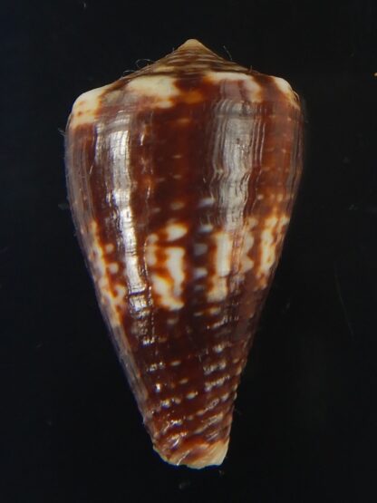 Splinoconus) boeticus ruppellii 27.20 mm Gem -67409