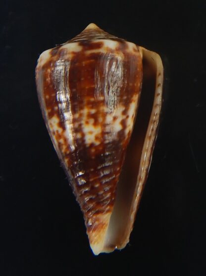 Splinoconus) boeticus ruppellii 27.20 mm Gem -67411