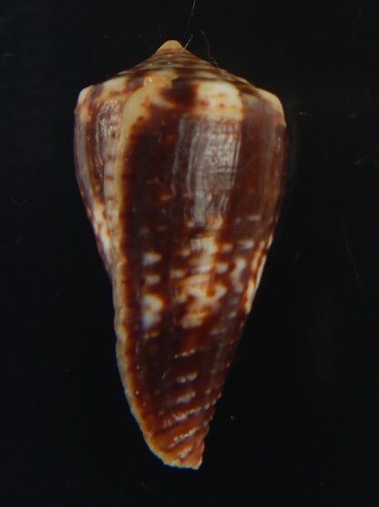 Splinoconus) boeticus ruppellii 27.20 mm Gem -67410
