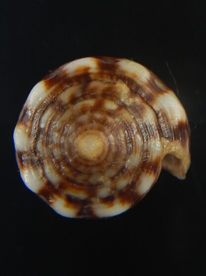 Splinoconus) boeticus ruppellii 27.20 mm Gem -67412