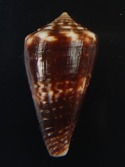 Splinoconus) boeticus ruppellii 29.32 mm Gem-67439