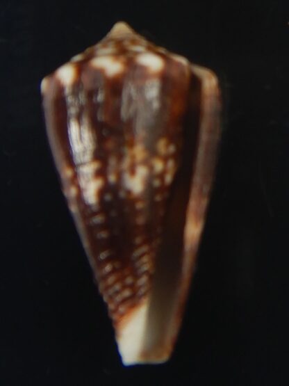 Splinoconus) boeticus ruppellii 29.32 mm Gem-67442