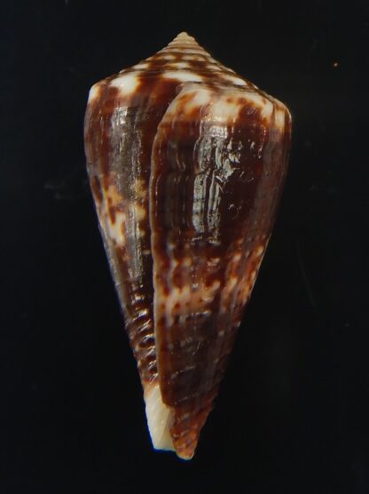 Splinoconus) boeticus ruppellii 29.32 mm Gem-67443