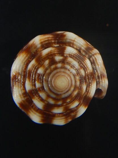 Splinoconus) boeticus ruppellii 29.32 mm Gem-67441