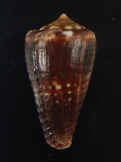 Splinoconus) boeticus ruppellii 26.22 mm Gem -67399