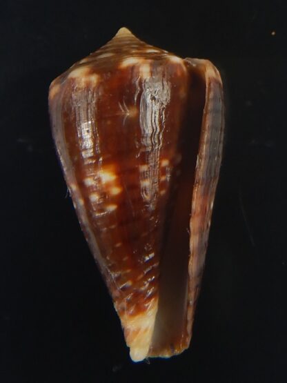 Splinoconus) boeticus ruppellii 26.22 mm Gem -67403