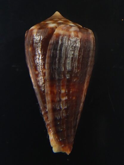 Splinoconus) boeticus ruppellii 26.22 mm Gem -67402