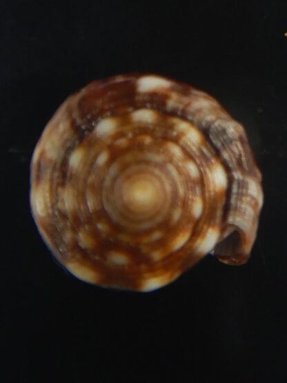 Splinoconus) boeticus ruppellii 26.22 mm Gem -67401