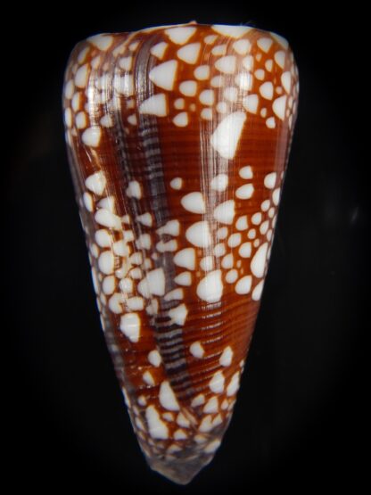 Eugeniconus nobilis gisellelieae 52.46 mm Gem-67505